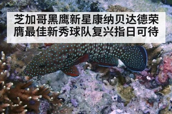 芝加哥黑鹰新星康纳贝达德荣膺最佳新秀球队复兴指日可待